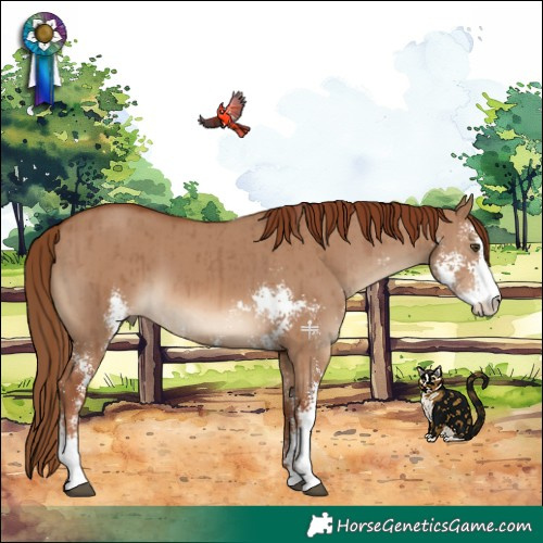 Horse Color:Red Dun Sabino Brindle