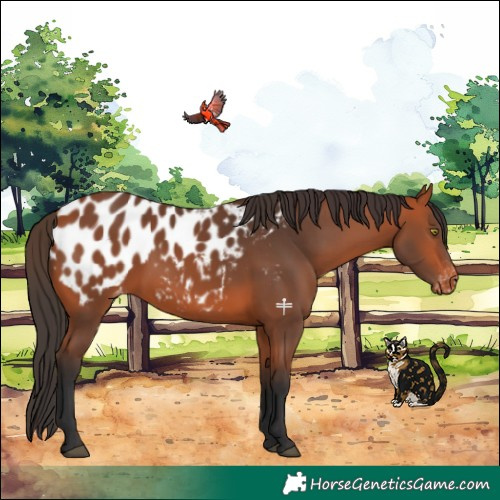 Horse Color:Bay Appaloosa