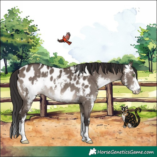 Horse Color:Brown Dun Sabino Appaloosa Rabicano