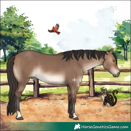 Horse Color:Brown Dun 