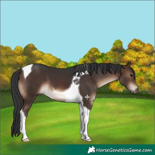 Horse Color:Brown Tobiano