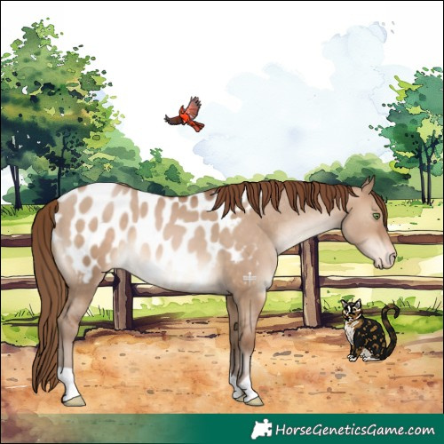 Horse Color:Brown Pearl Dun Appaloosa 