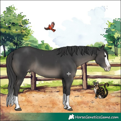 Horse Color:Black Splash Appaloosa 