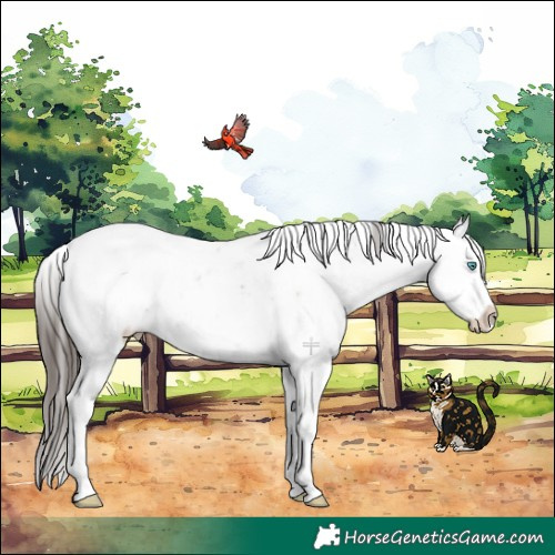 Horse Color:Liver Red Dun Sabino Splash Appaloosa Rabicano 