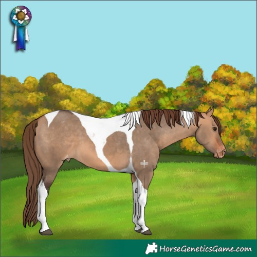 Horse Color:Bay Dun Tobiano Appaloosa