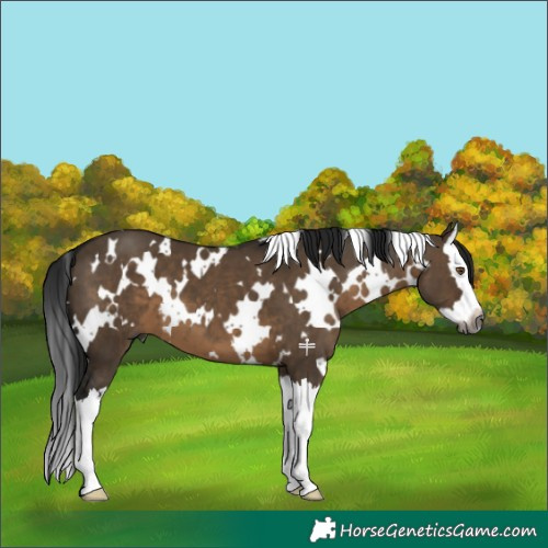 Horse Color:Gray White Spotted Brown Dun Splash 