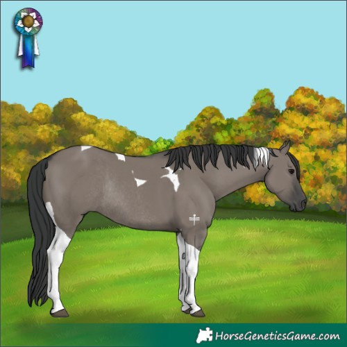 Horse Color:Grullo Tobiano Rabicano