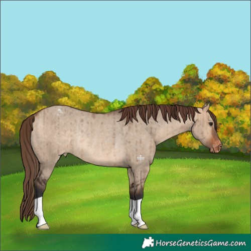 Horse Color:Bay Dun Appaloosa Rabicano Brindle