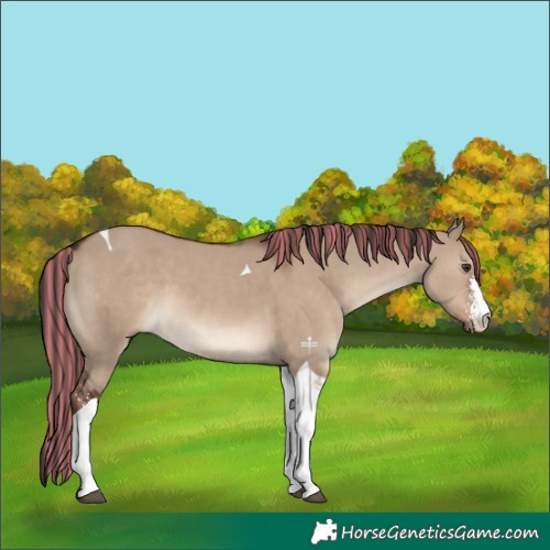 Horse Color:Painted Liver Red Dun Sabino Tobiano