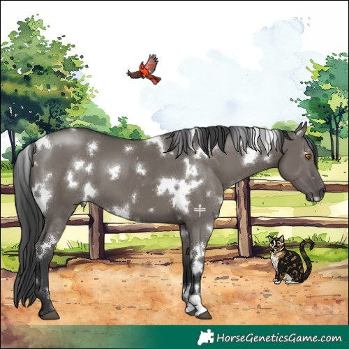 Horse Color:White Spotted Grullo