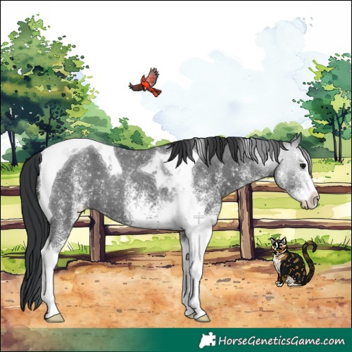 Horse Color:White Spotted Black Tobiano