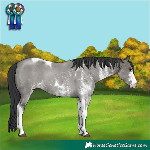 Horse Color:White Spotted Grullo Tobiano 