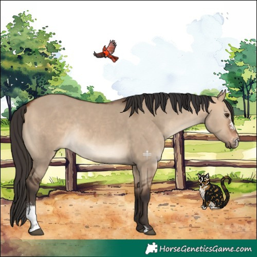 Horse Color:Bay Dun Sabino Rabicano
