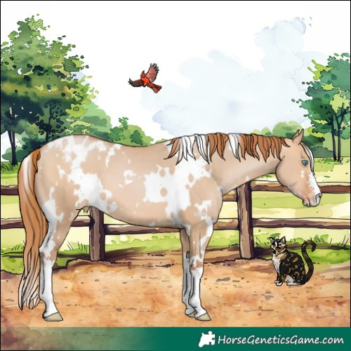 Horse Color:White Spotted Bay Pearl Dun Sabino Appaloosa 
