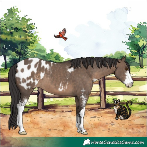 Horse Color:Brown Dun Sabino Appaloosa