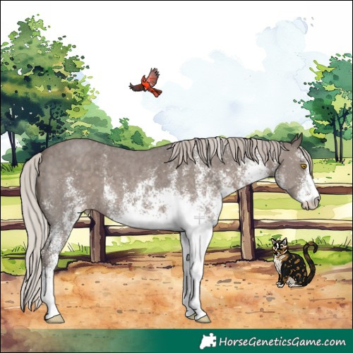 Horse Color:White Spotted Silver Black Appaloosa