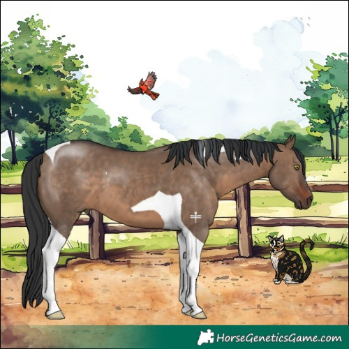 Horse Color:Brown Dun Tobiano