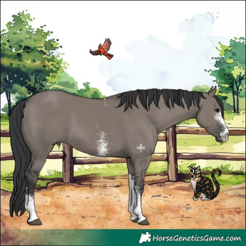 Horse Color:White Spotted Grullo Tobiano