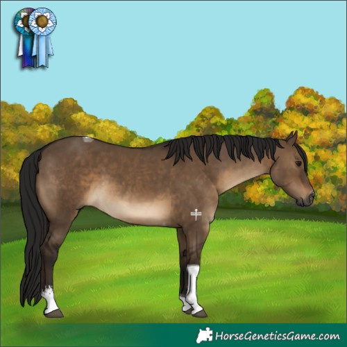 Horse Color:Gray Brown Dun Sabino Tobiano