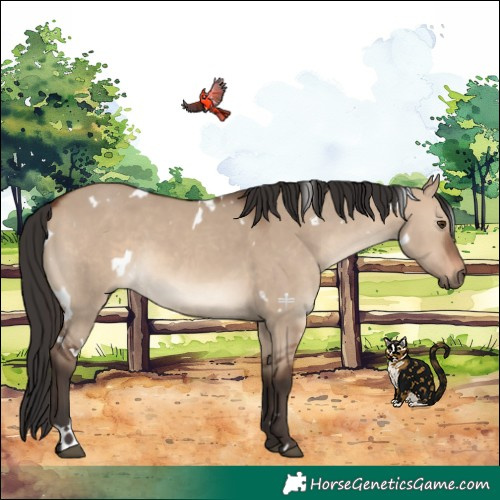 Horse Color:White Spotted Brown Dun