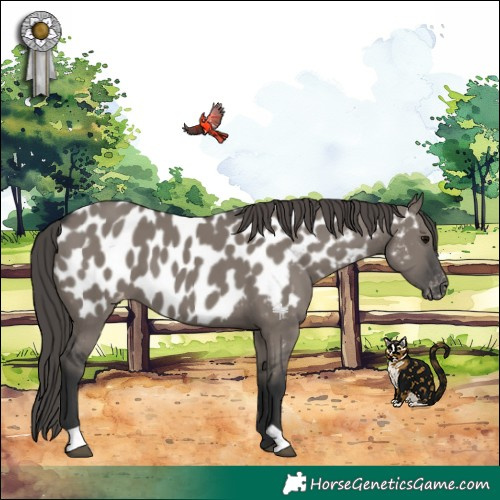 Horse Color:Grullo Appaloosa