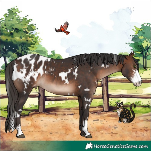 Horse Color:White Spotted Brown Sabino Appaloosa