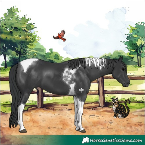 Horse Color:Black Tobiano