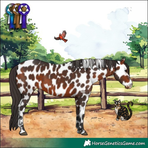 Horse Color:Bay Sabino Appaloosa