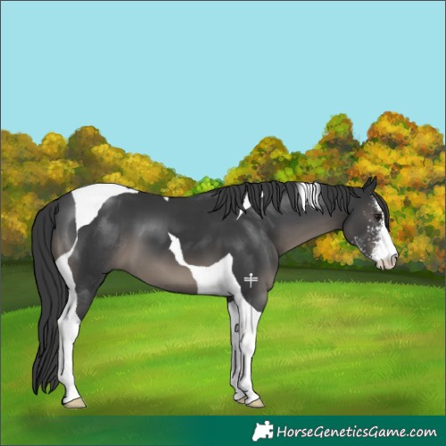 Horse Color:Black Sabino Tobiano