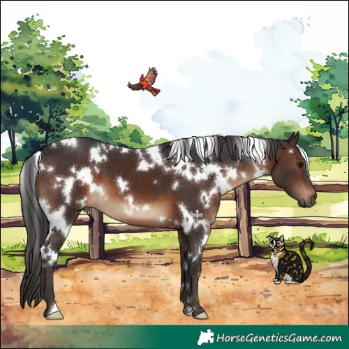 Horse Color:White Spotted Brown