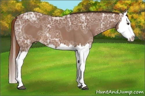 Horse Color:Chestnut Ice Splash 