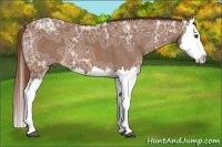 Horse Color:Chestnut Ice Splash 