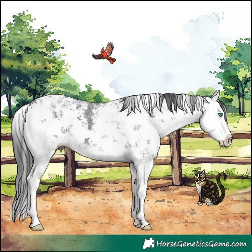 Horse Color:White Spotted Black Sabino Splash 