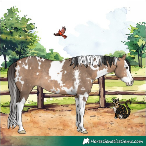 Horse Color:White Spotted Bay Dun Sabino Splash Rabicano