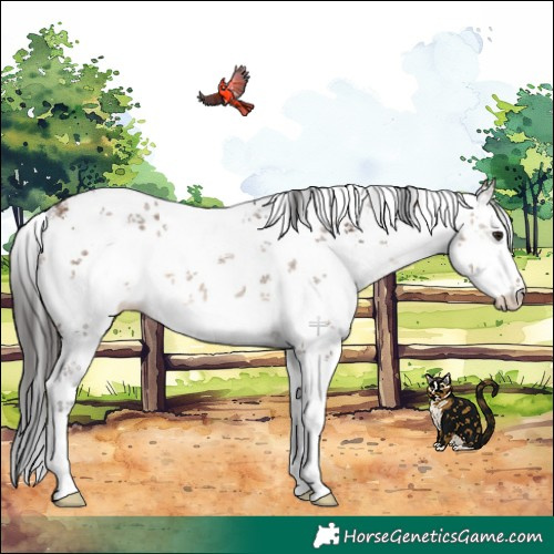 Horse Color:White Spotted Brown Dun Sabino