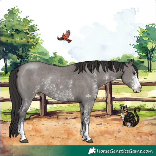 Horse Color:Smoky Grullo Sabino Rabicano 