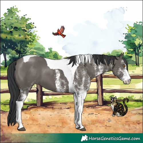Horse Color:White Spotted Grullo Tobiano 