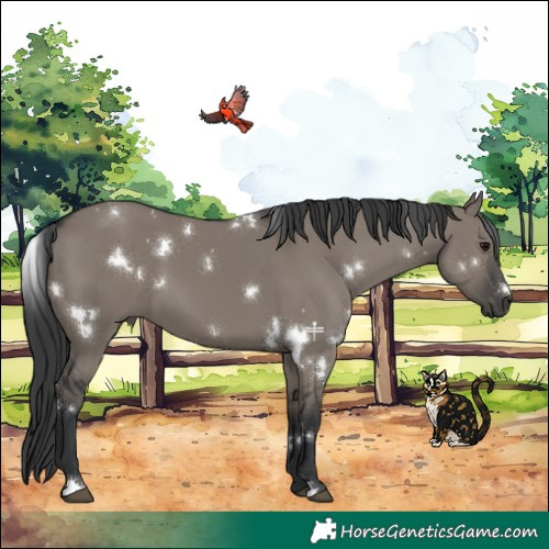 Horse Color:White Spotted Grullo 