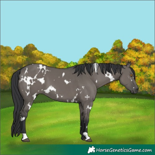 Horse Color:White Spotted Grullo 