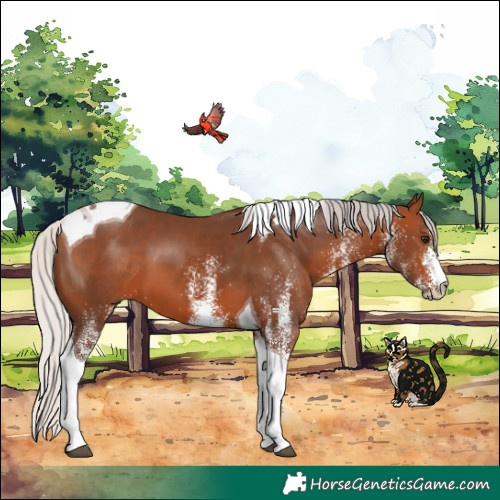 Horse Color:White Spotted Silver Brown Tobiano 