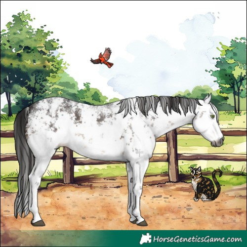 Horse Color:Gray White Spotted Brown Sabino Appaloosa 
