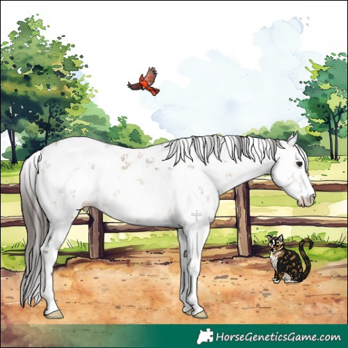 Horse Color:White Spotted Bay Dun Sabino 