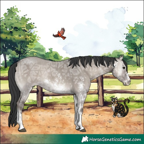 Horse Color:Grullo Ice Onyx Sabino