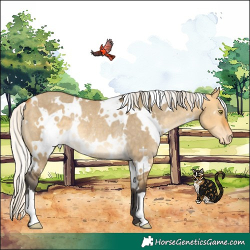 Horse Color:White Spotted Silver Buckskin Dun Appaloosa Rabicano
