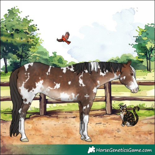 Horse Color:White Spotted Brown Sabino 