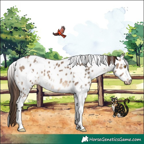 Horse Color:White Spotted Brown Dun Appaloosa 