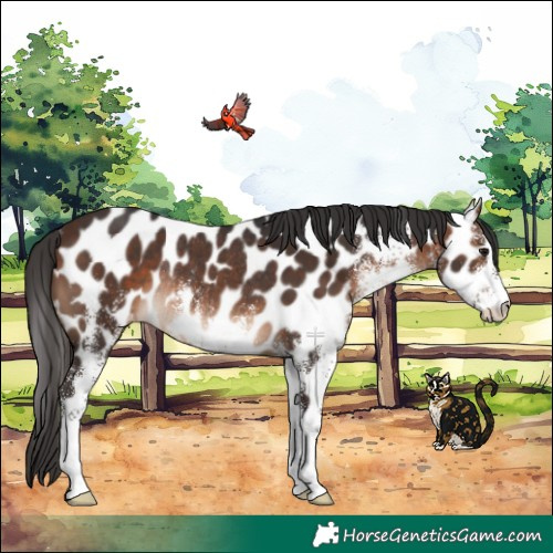 Horse Color:White Spotted Brown Appaloosa Rabicano