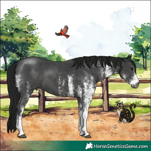 Horse Color:Gray White Spotted Smoky Black 
