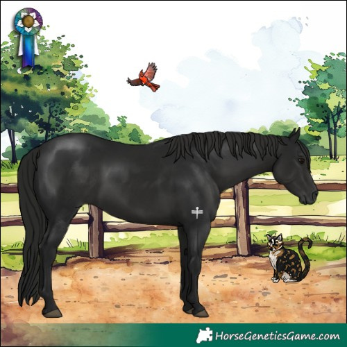 Horse Color:Gray Black Rabicano