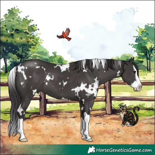 Horse Color:White Spotted Smoky Black Splash